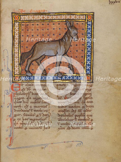 A Wild Donkey; Bestiary, about 1270. Creator: Unknown.