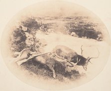 Two Stags, One Shot by Mr. Ross and the Other by Mrs. Ross, ca. 1858. Creator: Horatio Ross.