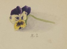 Untitled (Pansy), 1872. Creator: Mary Vaux Walcott.