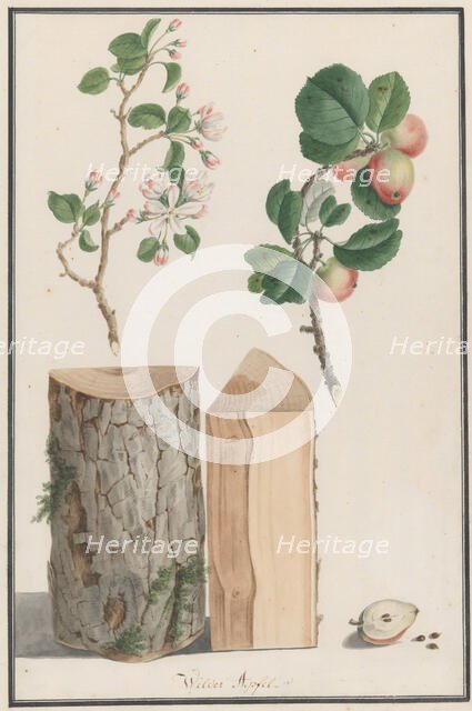Studies of the trunk, blossoms and fruit of a wild apple tree (Malus sylvestris), 1788. Creator: Ludwig Pfleger.