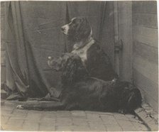[Thomas Eakins's Dog Harry and Another Setter], 1880s., 1880s. Creator: Thomas Eakins.