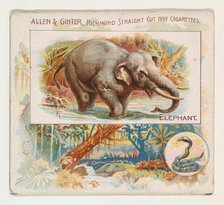 Elephant, from Quadrupeds series (N41) for Allen & Ginter Cigarettes, 1890. Creator: Allen & Ginter.