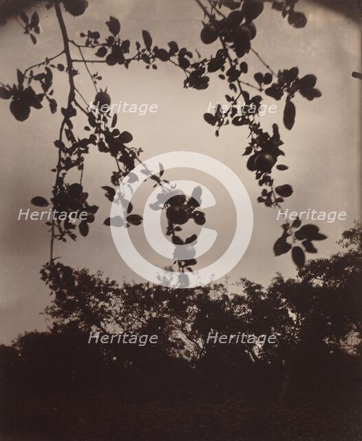 Branche de pommier, 1922/1923. Creator: Eugene Atget.