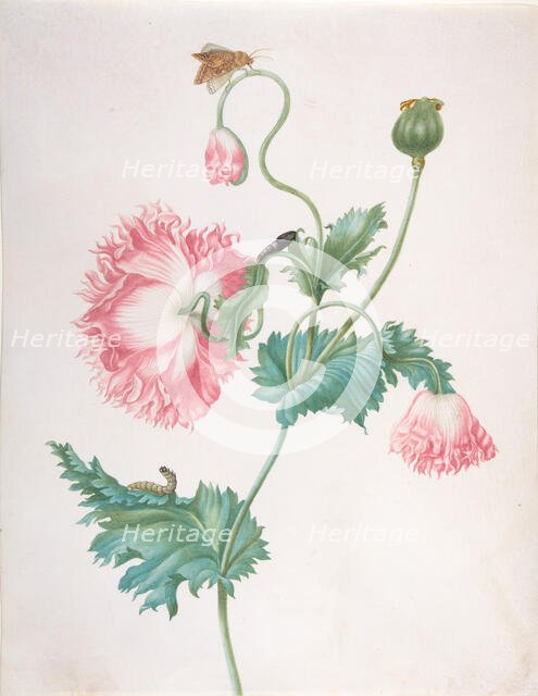A Poppy in Three Stages of Flowering, with a Caterpillar, Pupa and Butterfly, late 17th-early 18th c Creator: Johanna Helena Graff.