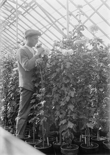 Agriculture Department - 'Jessie Wilson' Chrysanthemum, Martin Graner, Gardener, 1913. Creator: Harris & Ewing.