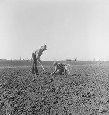 Father and son planting potatoes, outskirts of Salinas, California, 1939. Creator: Dorothea Lange.