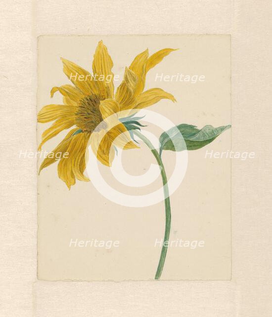 Sunflower, 1714-1760. Creator: Michiel van Huysum.
