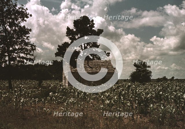 A Negro church in a corn field, Manning, S.C., 1939. Creator: Marion Post Wolcott.