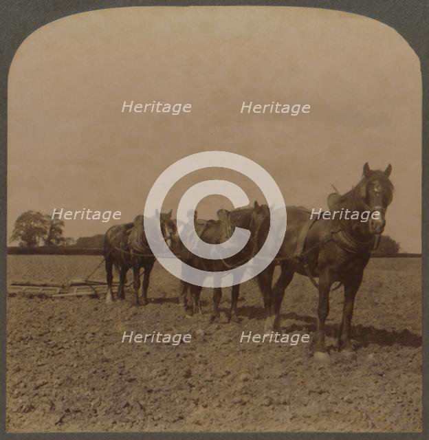 'Farming in England - Harrowing the Land', 1909. Creator: Unknown.