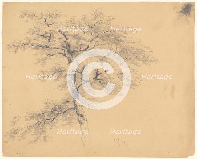 Tree, 1839. Creator: James Goodwyn Clonney.
