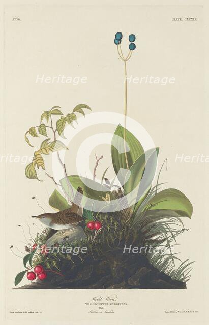 Wood Wren, 1833. Creator: Robert Havell.