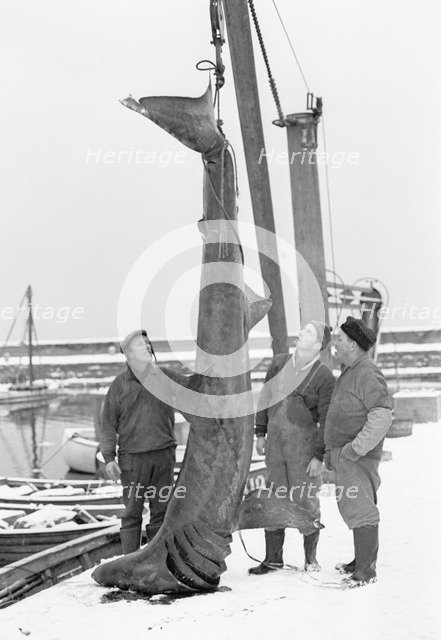 Unusual catch from the Öresund; a basking shark, Landskrona, Sweden, 1965. Artist: Unknown