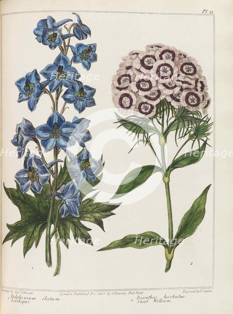 Illustration from Practical Gardening by Alexander McDonald, 1807. Creator: Edwards, Sydenham Teast (1768-1819).