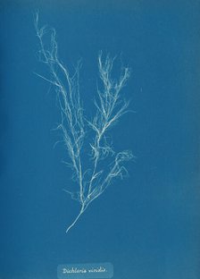 Dichloria viridis, ca. 1853. Creator: Anna Atkins.