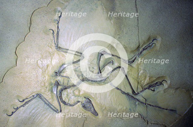 Fossil Archaeopterix with traces of feathers. Artist: Unknown