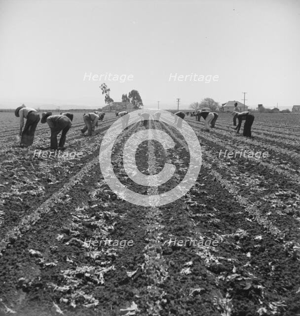 Filipino boys thinning lettuce, Salinas Valley, California, 1939. Creator: Dorothea Lange.
