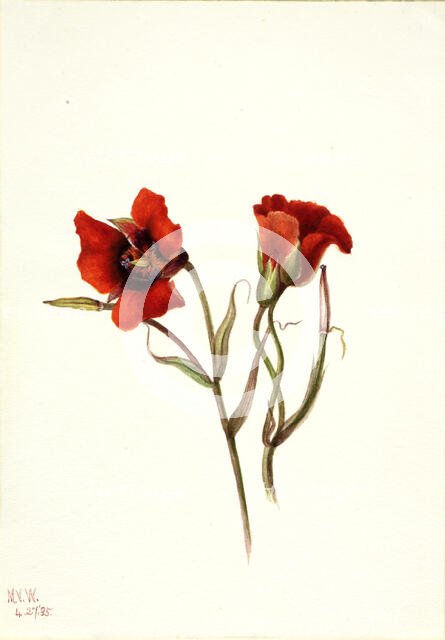 Desert Mariposa (Calochortus kennedyi), 1935. Creator: Mary Vaux Walcott.