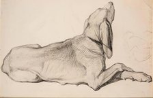 Study of a Labrador, c1840s. Creator: John Phillip.