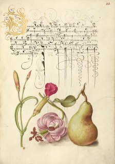 Carnation, Martagon Lily, and Pear, 1561-1562; illumination added 1591-1596. Creator: Joris Hoefnagel.