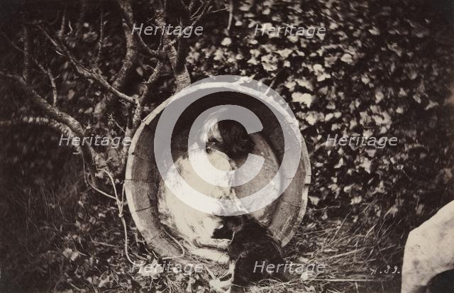Dog and Puppy in Barrel, late 1870's. Creator: Auguste Giraudon's Artist (French).