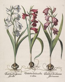 Gladiolus italicus flore rubro, 1613. Creator: Besler, Basilius (1561-1629).