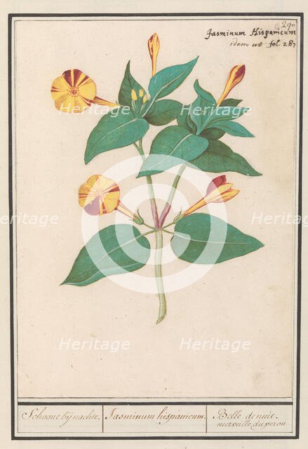 Night Beauty (Mirabilis jalapa), 1596-1610. Creators: Anselmus de Boodt, Elias Verhulst.