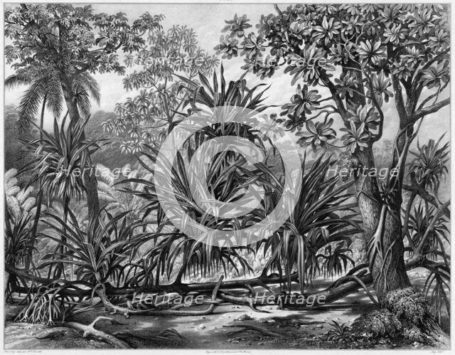 View Taken in the Woods, Guam Island, Mariana Islands, 19th century. Creators: Alexander Postels, Godefroy Engelmann, Alexis Victor Joly.