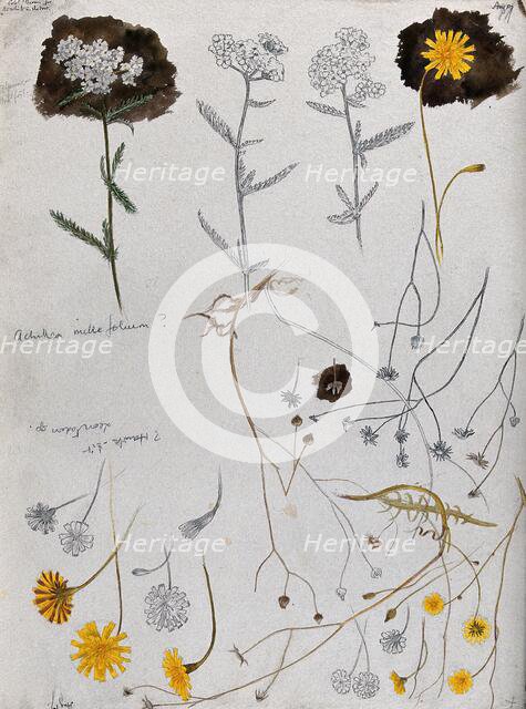 Various flower heads of yarrow (Achillea millefolium) and hawk's bit (Leontodon species). Creator: Unknown.
