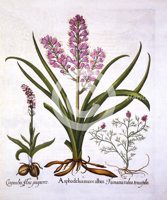 Asphodel, Burnt Orchid and Fumaria Spicata, from 'Hortus Eystettensis', by Basil Besler (1561-1629),
