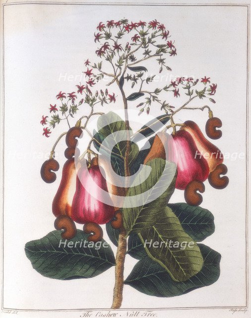 Cashew nut - Anacardium occidentale, c1798. Artist: Unknown