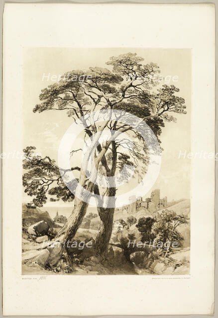 Scotch Fir, from The Park and the Forest, 1841. Creator: James Duffield Harding.