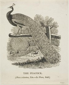Peacock, n.d. Creator: Thomas Bewick.