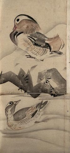 Two ducks in a landscape, (unknown date). Creator: Unknown.