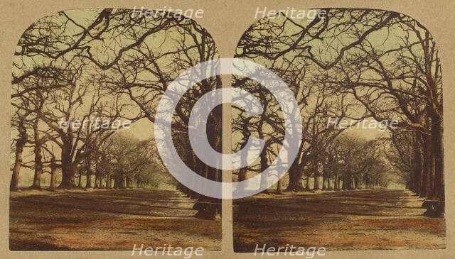 View in Greenwich Park, about 1860. Creator: London Stereoscopic & Photographic Co.
