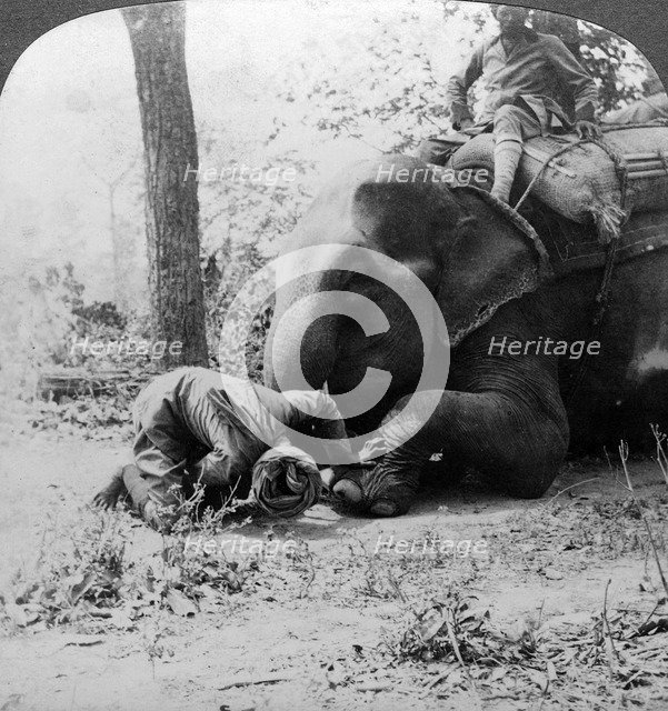 Mahout removing a thorn from an elephant's foot, Behar tiger shoot, India, c1900s(?).Artist: Underwood & Underwood