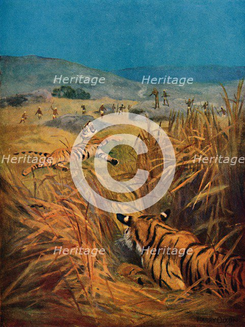 'Tigers - The Terror of Indian Villages', 1913. Artist: Harry Dixon.