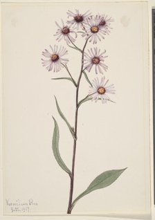 Showy Aster (Aster conspicuus), 1917. Creator: Mary Vaux Walcott.