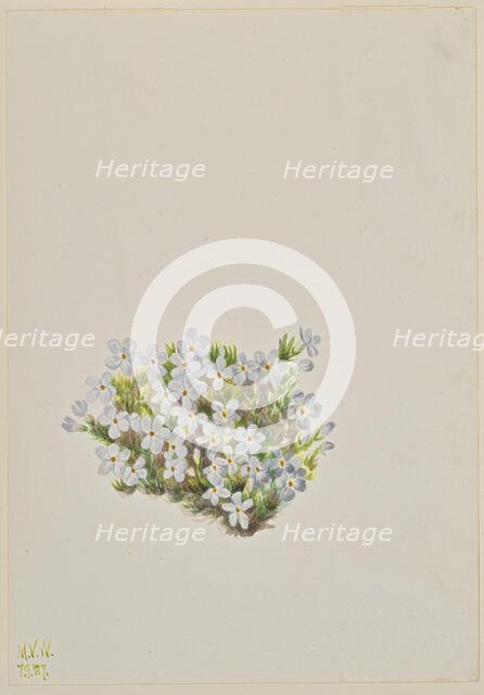 Phlox (Phlox caespitosa), 1937. Creator: Mary Vaux Walcott.