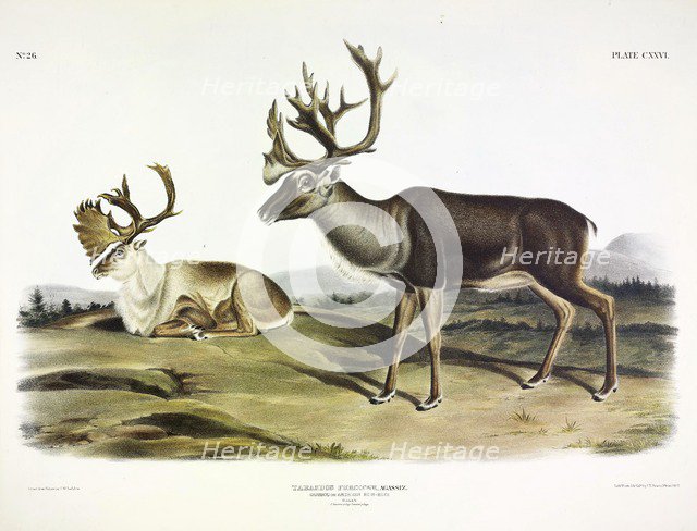 Caribou, Tarandus Furcifer, 1845.
