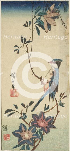 Blue bird on clematis, n.d. Creator: Ando Hiroshige.