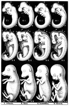 Haeckel's comparision of embryos of Pig, Cow, Rabbit and Man. Artist: Ernst Haeckel