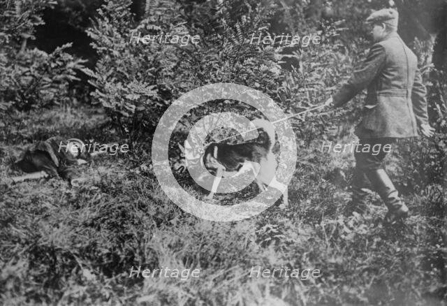 German Red Cross dog seeking wounded, between 1914 and c1915. Creator: Bain News Service.