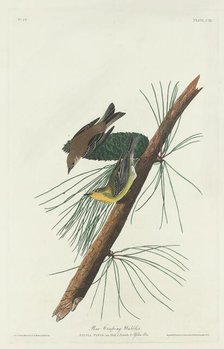 Pine Creeping Warbler, 1832. Creator: Robert Havell.