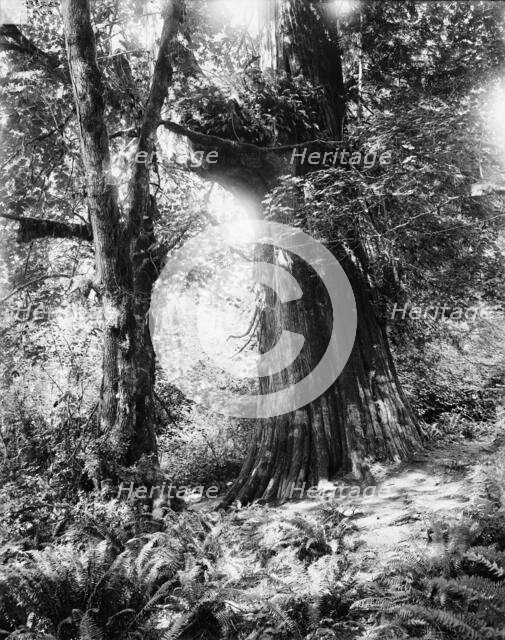 Big tree in Stanley Park, Vancouver, Canada, between 1900 and 1910. Creator: Unknown.