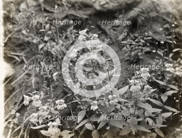 Wildflowers in bloom, between 1915 and 1935. Creator: Frances Benjamin Johnston.