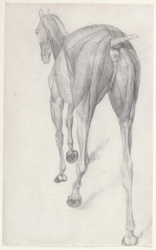 Working drawing for 'The Twelfth Anatomical Table of the Muscles ... of the Horse', 1756. Creator: George Stubbs.