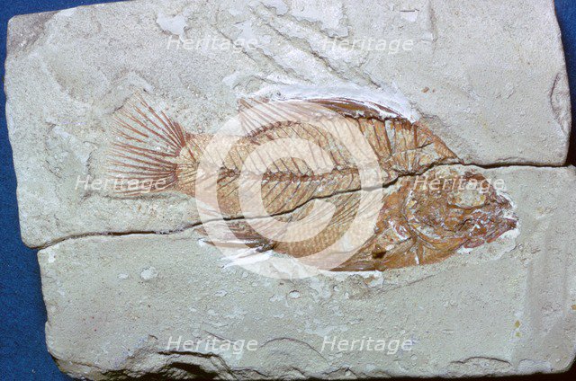 Fossil of a fish. Artist: Unknown