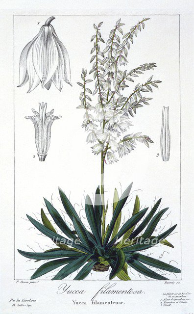 Yucca filimentosa, pub. 1836. Creator: Panacre Bessa (1772-1846).