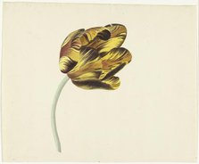 Tulip called Bizard Phoenix, 1741-1795. Creator: Cornelis van Noorde.