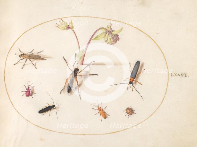 Plate 76: Insects with a Pink and Cream Columbine, c. 1575/1580. Creator: Joris Hoefnagel.